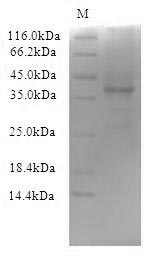 Mouse CBLN3 protein