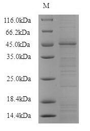 Mouse P2RX4 protein