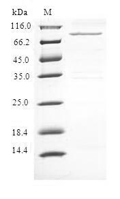 Human MLLT3 protein