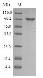 Plant MML3 protein