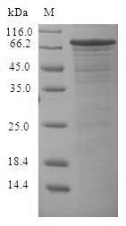 Plant LOC_OS11G32100 protein