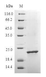 Bacterial PBANKA_093100 protein