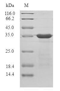 Bacterial PBANKA_093100 protein