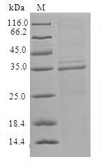 Viral ORF1A protein