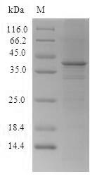 Human CTCF protein