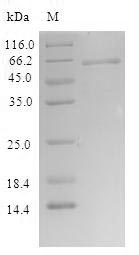 Human SLFN12 protein