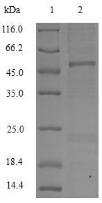 Monkey APOC3 protein