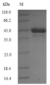 Mouse PDK1 protein