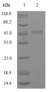 Insect MRJP1 protein