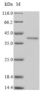 Mouse SMN1 protein