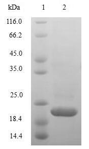 Primate IL10 protein