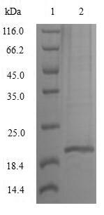 Primate IL10 protein