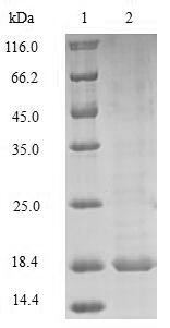 Mouse PRND protein
