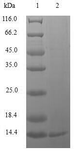 Human RFC1 protein