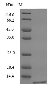 Mouse XCL1 protein