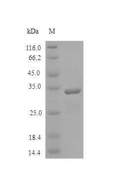 Human SPRC protein