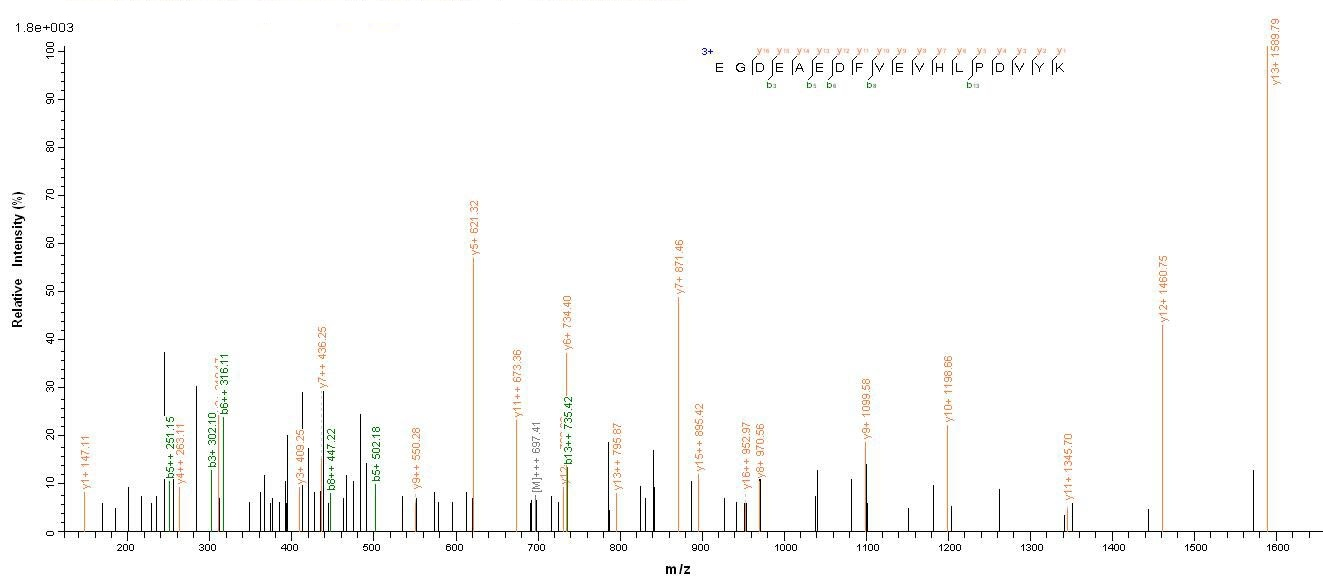 Viral Glycoprotein protein