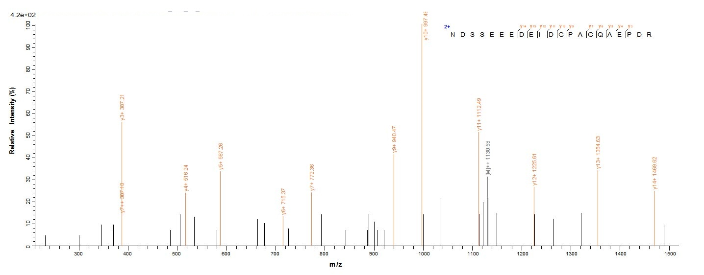 Human Protein E7 protein