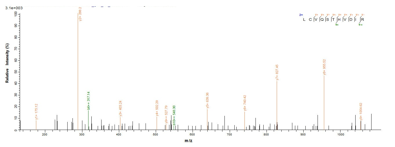 Human Protein E7 protein