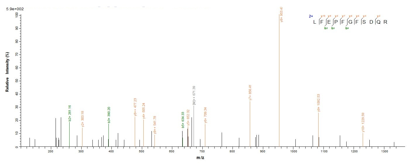 Human Protease protein
