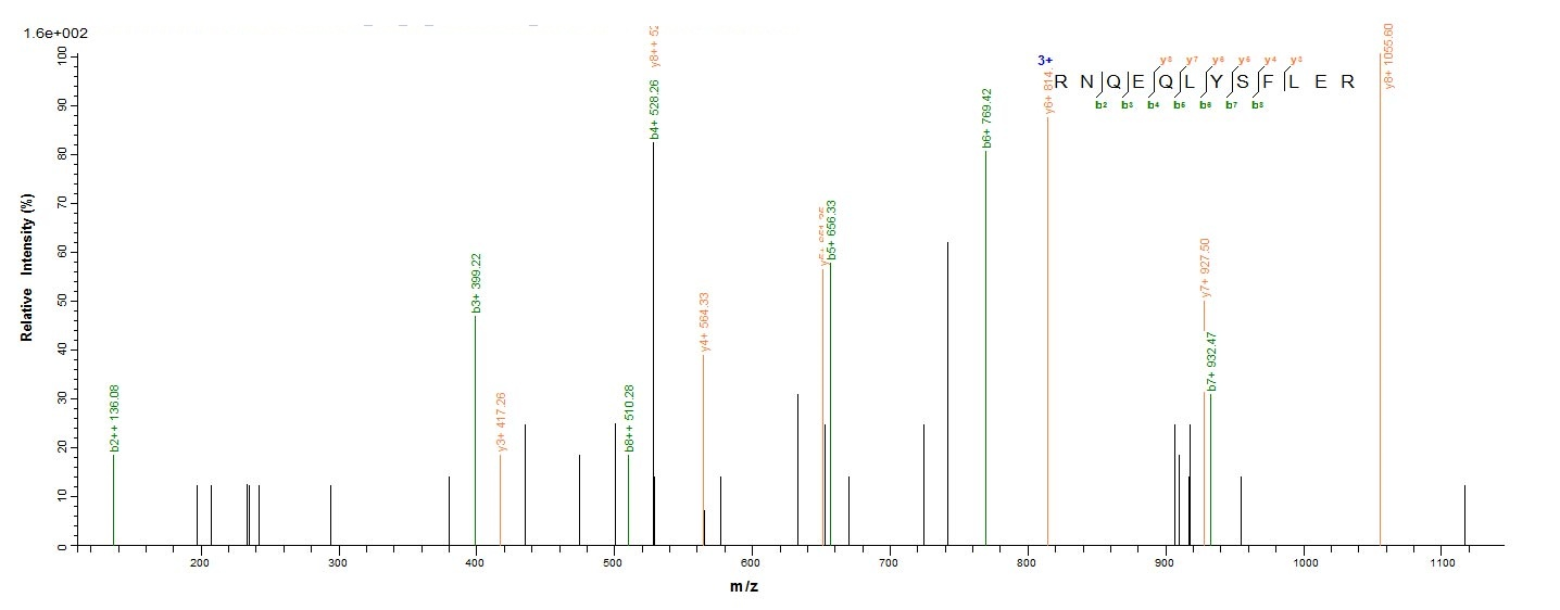 Human Protease protein