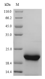 Mouse Myoglobin protein