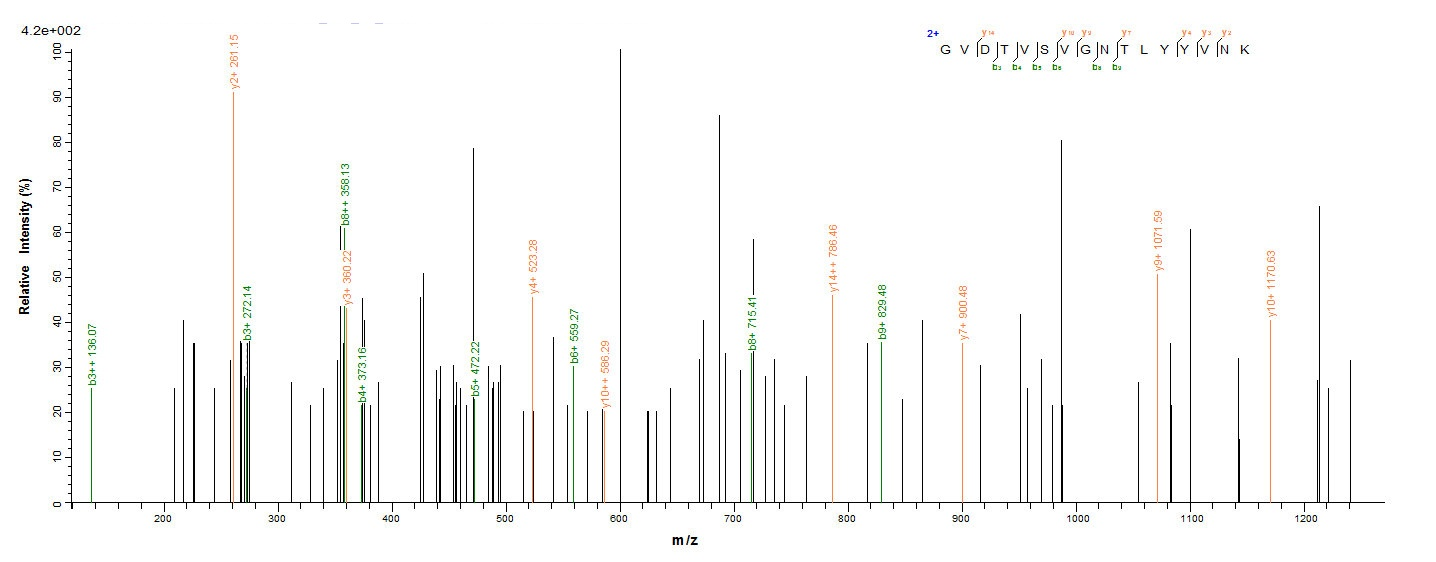 Human Fusion glycoprotein F0 protein