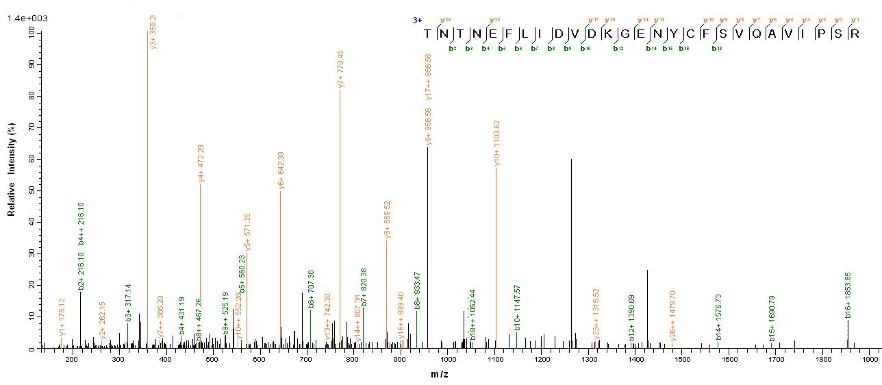 Human Tissue factor protein