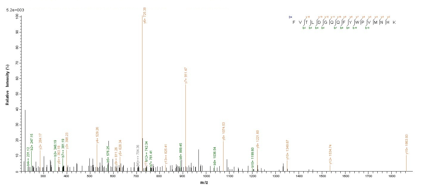 Viral Nucleoprotein protein