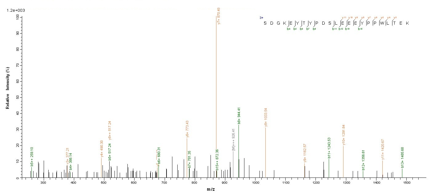 Viral Nucleoprotein protein