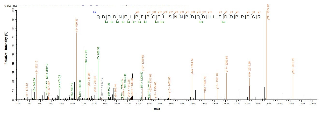 Viral Nucleoprotein protein