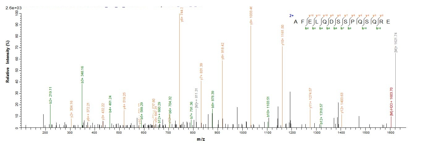 Viral Nucleoprotein protein