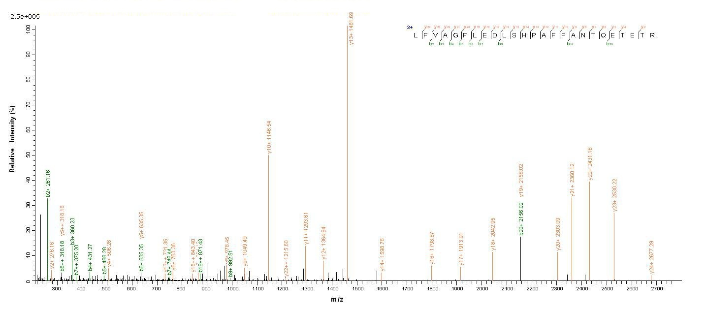 Human Envelope glycoprotein L protein