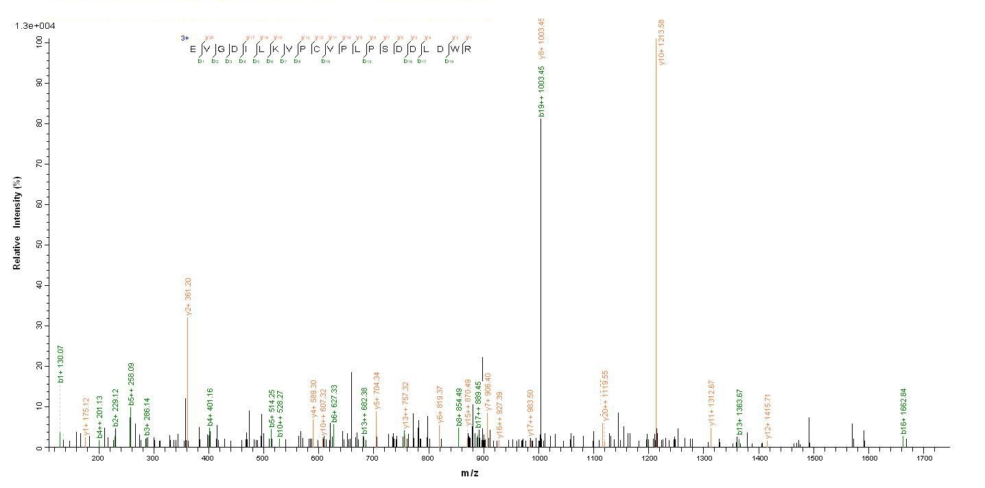Human Envelope glycoprotein L protein