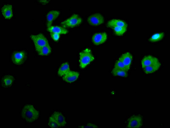 ASIC1 Antibody