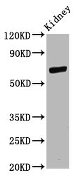 CD2AP Antibody