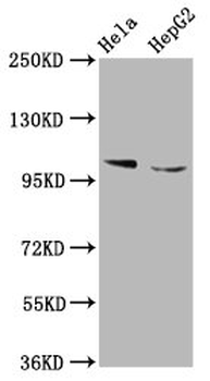 ELP1 Antibody
