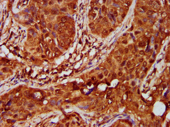 ELP1 Antibody