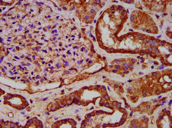 ELP1 Antibody