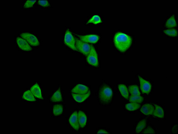 ELP1 Antibody