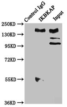 ELP1 Antibody