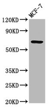 RYK Antibody