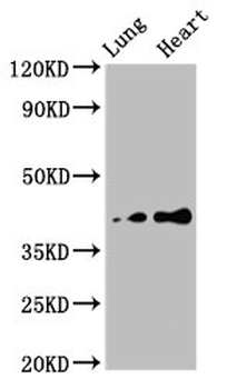 TUSC3 Antibody