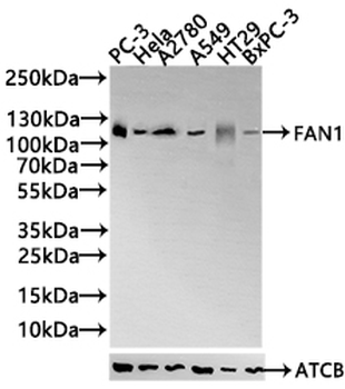 FAN1 Antibody