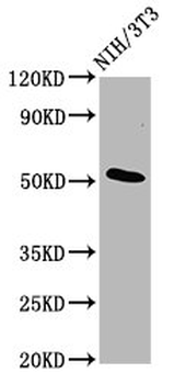 ODR4 Antibody