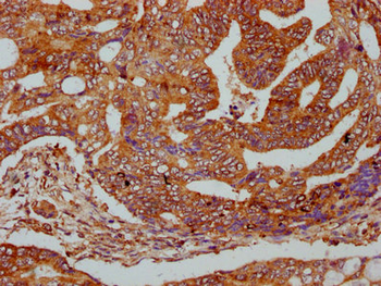 ODR4 Antibody