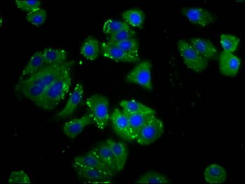 ODR4 Antibody