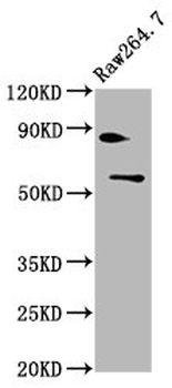 SMARCD2 Antibody