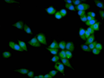 PRSS16 Antibody