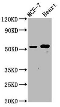 NOP53 Antibody